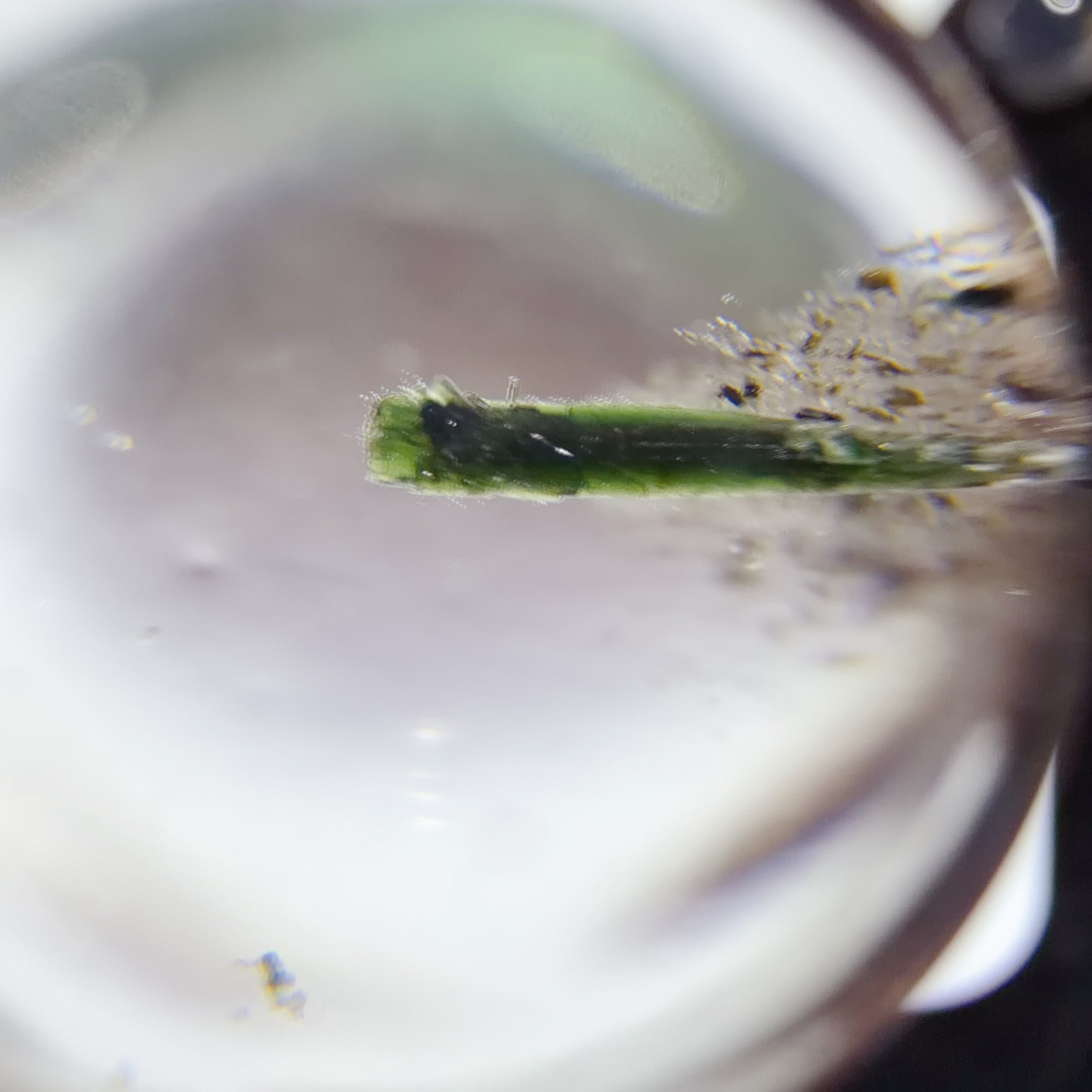 Quartz Bead with Epidote and Green Mica Inclusions